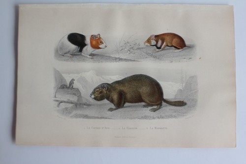 Gravure buffon cochon inde - gravure,