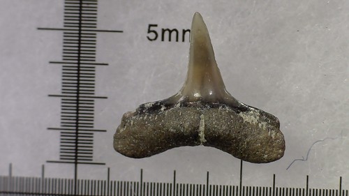 Shark tooth dent requin - -,