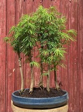 BONSAÏ FORÊT DE PSEUDOLARIX