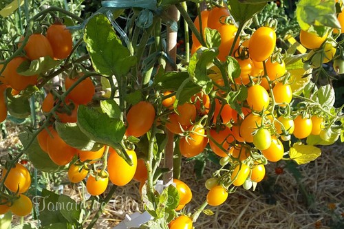 Graines tomate datterino - graines,