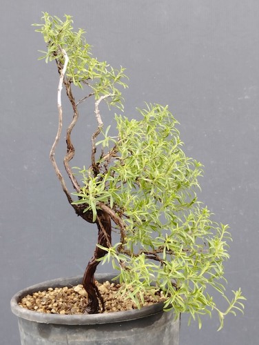 Bonsaï thym 20 cm - thym, 30