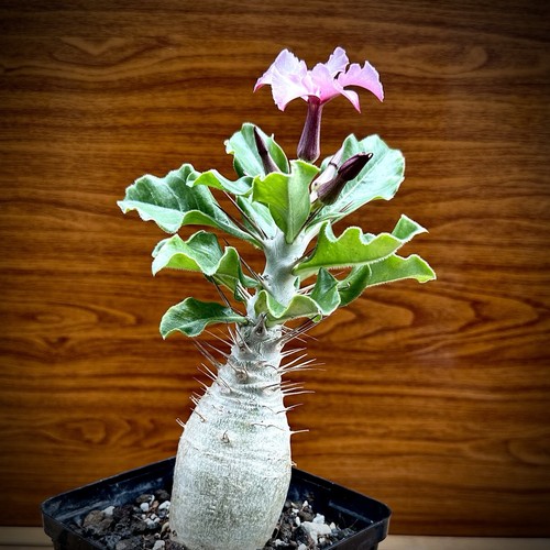 Pachypodium saundersii - pachypodium,