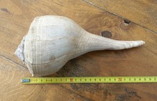 coquillage de collection 25 x