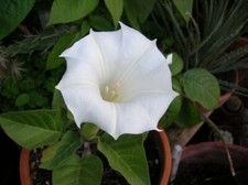 10-GRAINES-DATURA BLANC "DATURA INOXIA" + CADEAU GRATUIT