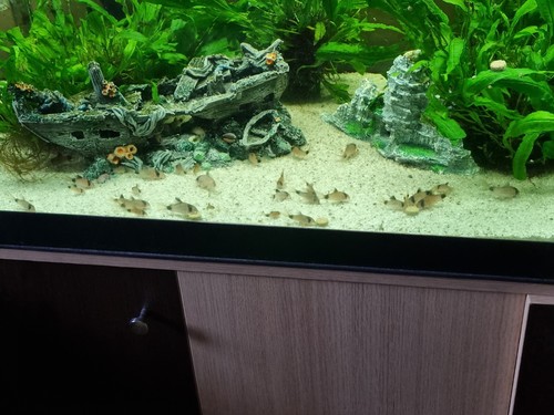 Aquarium complet sans - aquarium, meuble