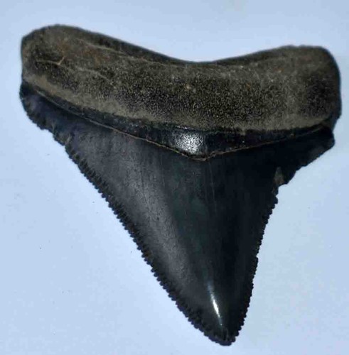 Fossiles dent de - dent,