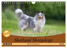 Chiens de berger des Shetland