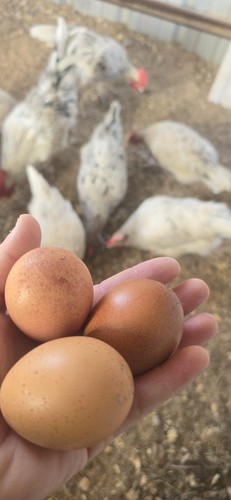 Dozen splash maran - splash, hatching