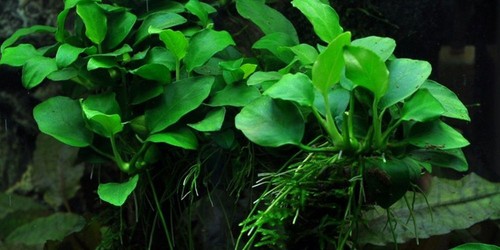 Plante aquarium anubias - d'aquarium, nana
