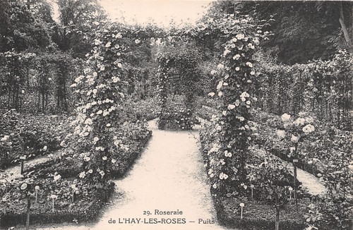 Hay les roses - 94,