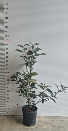 Plantes de photinia red - plantes,