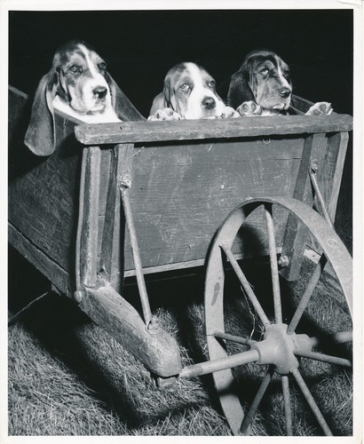Basset hound 1950 chiens - basset,