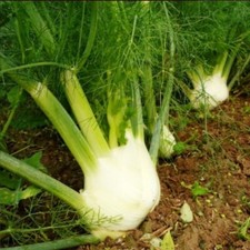 40 Graines de Fenouil –