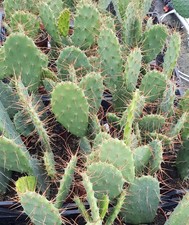 Opuntia elatior / Conteneur de