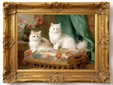 Duo  de chats persans blancs