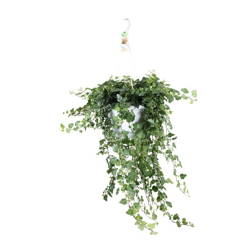 Plante suspendue lierre hedera - suspendue,