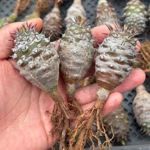 3cm 10pcs rare euphoria - rare,