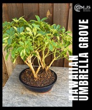 XXL HAWAIIAN UMBRELLA BONSAI GROVE. 3 TREES WITH BANYAN ROOTS. DWARF SCHEFFLERA