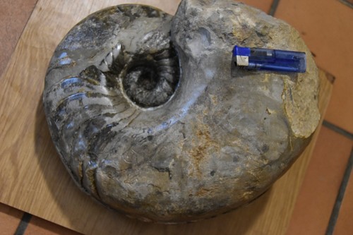 Géant cenoceras aff - géant,