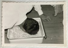 OLD PHOTO - VINTAGE SNAPSHOT - CURIOSITY - HAZING - GAG - BASIN - PLEDGE