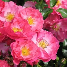 Rosa Sans Contraintes 'Hotline'® - Rosier hybride kordes® rose