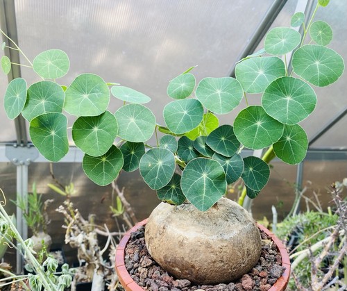 Stephania erecta caudex - erecta,