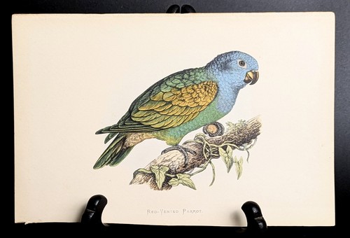 Perroquet par william thomas - par,