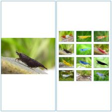 10 Crevette XL NOIRE Aquarium