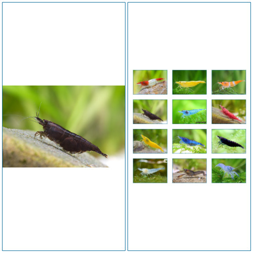Crevette noire aquarium - crevette,