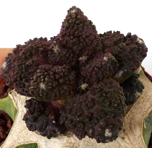 Ariocarpus dark godzilla - 'dark, godzilla'