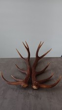 Paire de bois de cerfs de 12