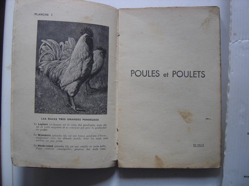 Poules poulets rustica - et,