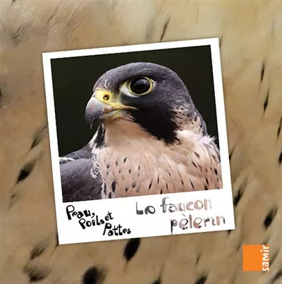 Faucon pèlerin marwan - le, pèlerin,