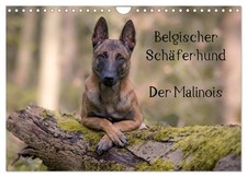 Berger belge - Le Malinois