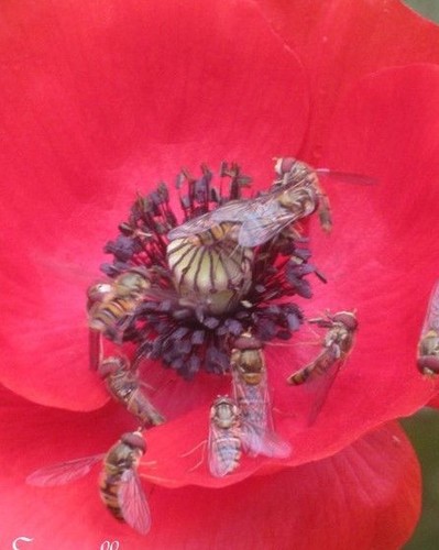 Pavot coquelicot tout - pavot-coquelicot, 'tout