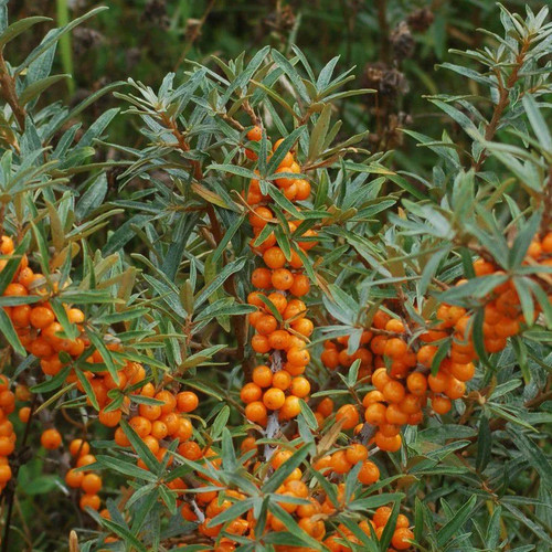 Hippophae rhamnoides solo - rhamnoides,