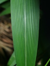 4 graines Sétaire à feuilles