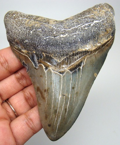 Megalodon shark tooth real - megalodon,