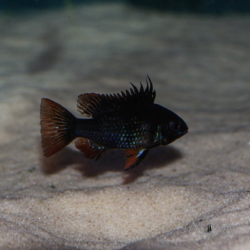 Dark ramirezi - dark,