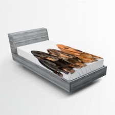 Teckel Drap-Housse Chiots