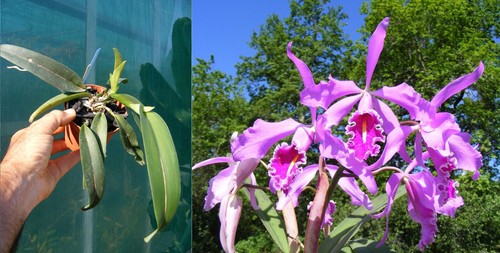 Cattleya maxima orchidée - ,