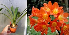 Clivia miniata,