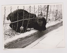 old photo ?️ puppy grill garden snapshot vintage 1950s