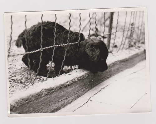 Old photo puppy - 🎞️,