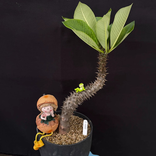 Pachypodium baronii elegant - pachypodium,