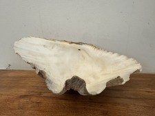 Ancien Grand Bénitier