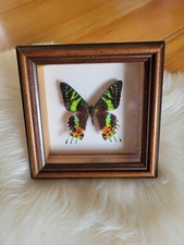 PETIT CADRE BOIS 3 D PAPILLON