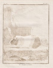 Cochon D'Inde Cavy Cobaye