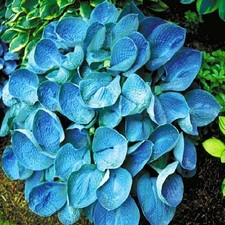 Hosta Feuilles ornementales