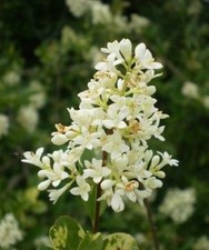 ♫ TROENE d'EUROPE Panaché